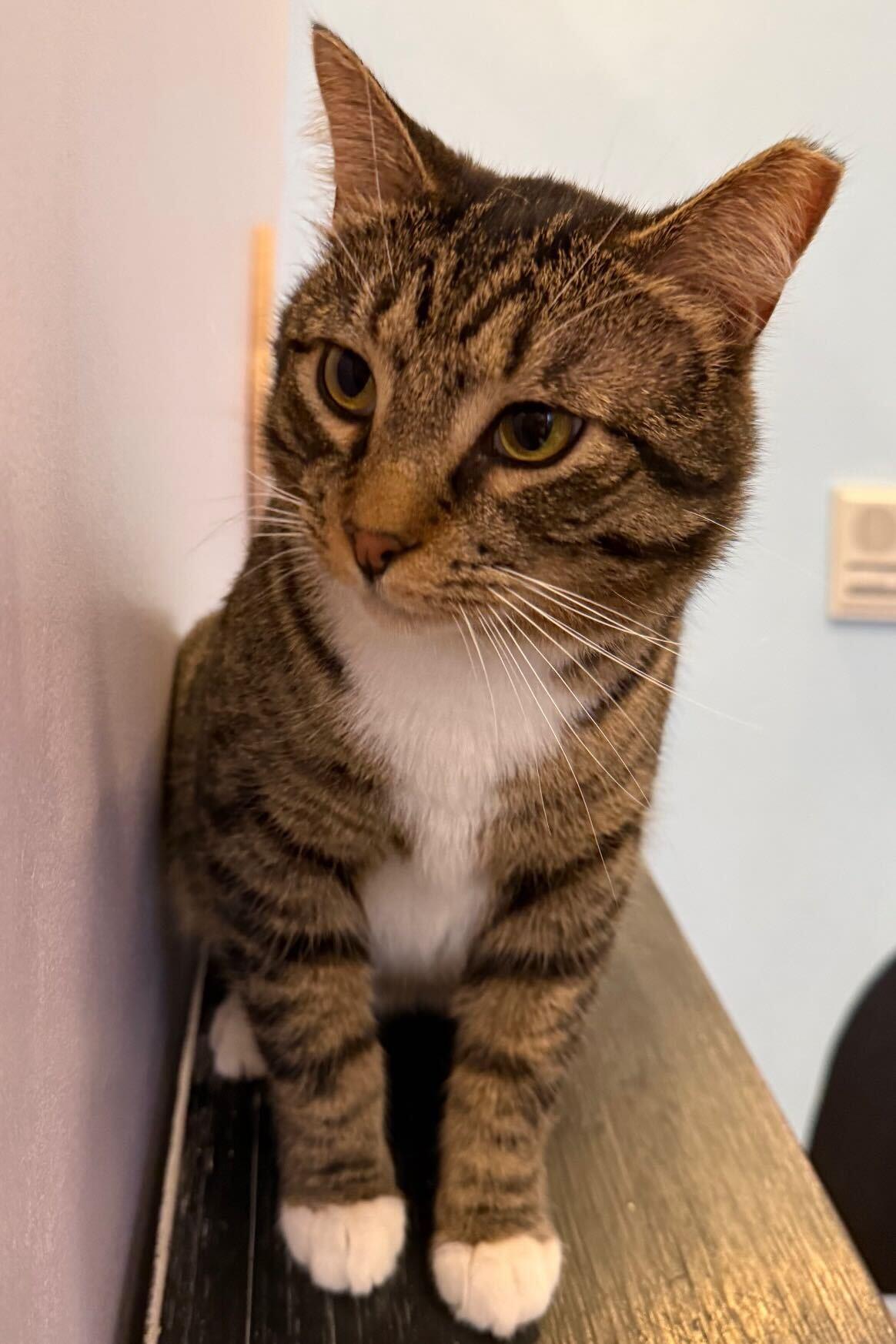 Enlarge Spike(cat café) , a ADOPTABLE Tiger in West Lafayette, IN image 4/6