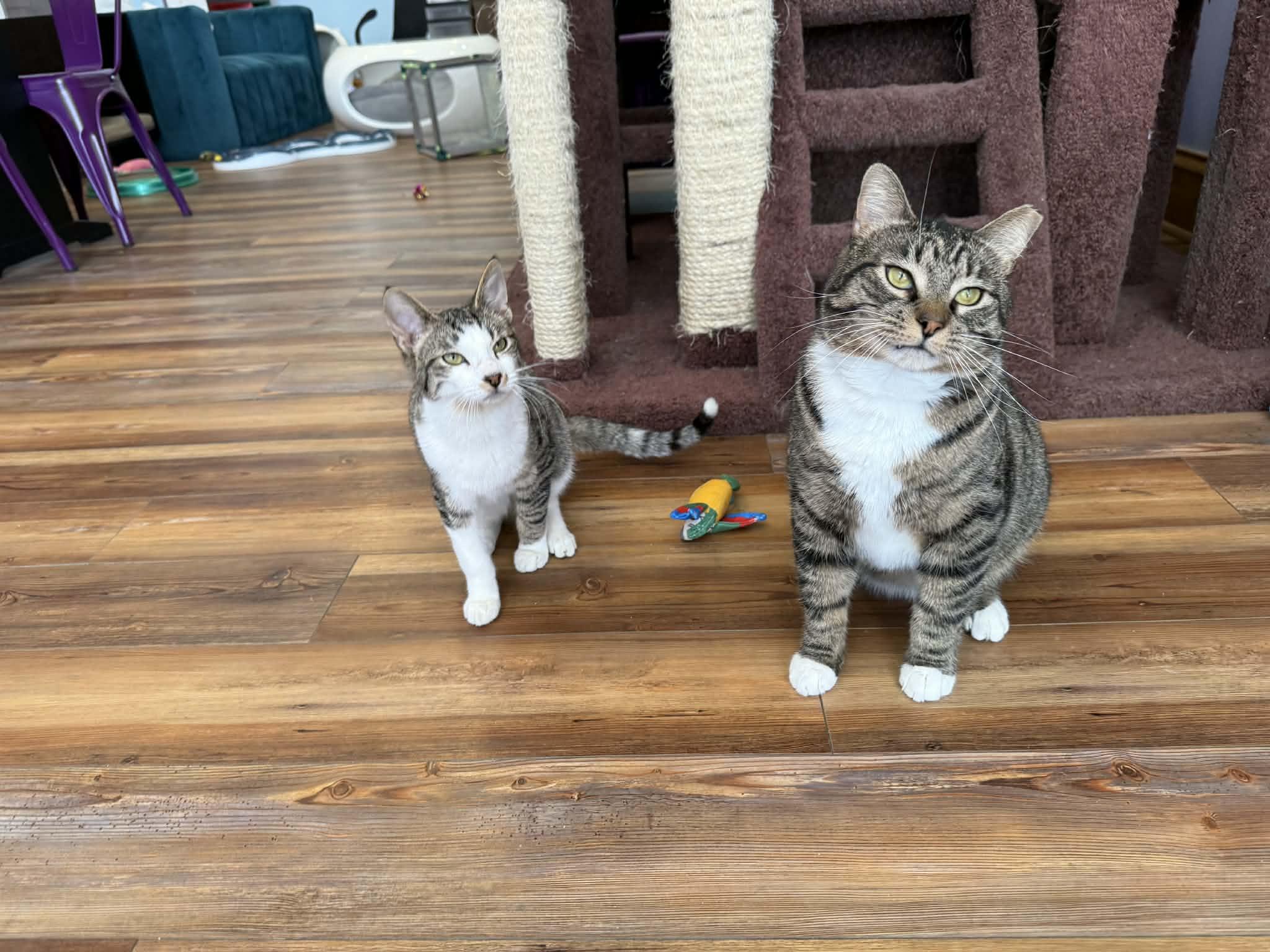 Enlarge Spike(cat café) , a ADOPTABLE Tiger in West Lafayette, IN image 6/6