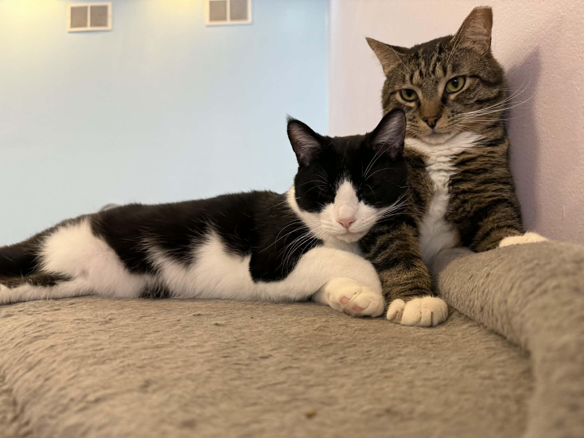 Enlarge Spike(cat café) , a ADOPTABLE Tiger in West Lafayette, IN image 6/6