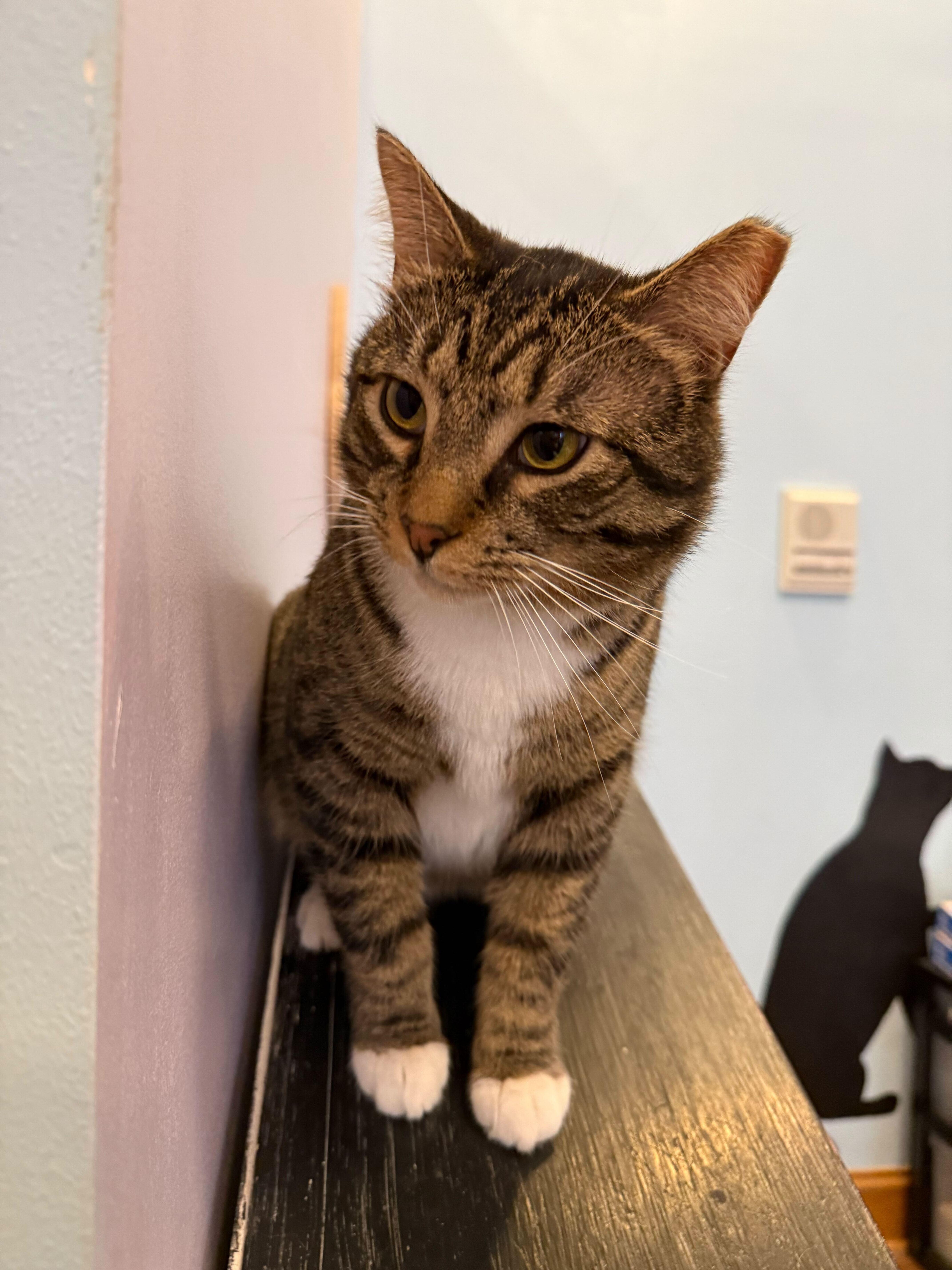 Enlarge Spike(cat café) , a ADOPTABLE Tiger in West Lafayette, IN image 3/6