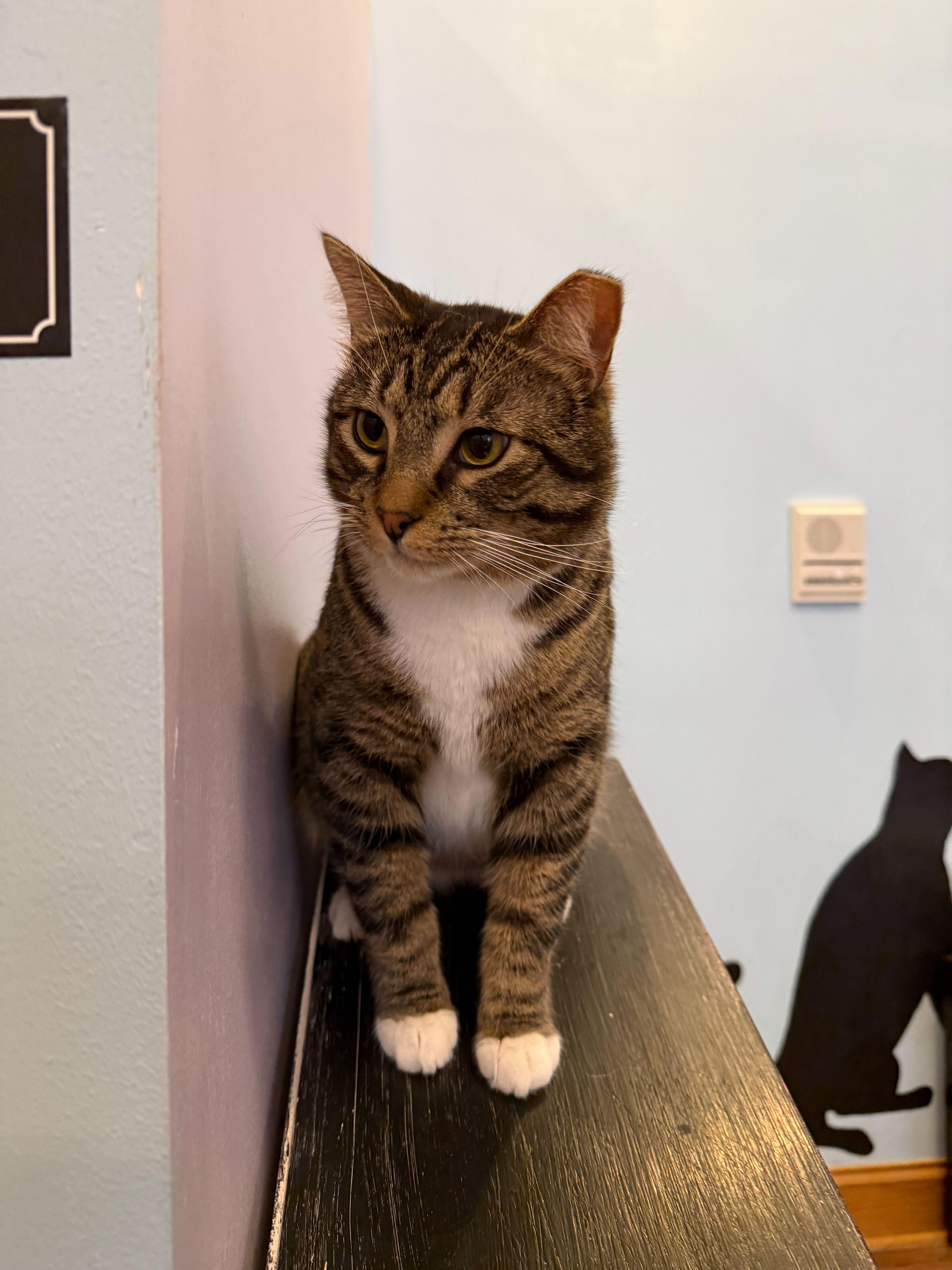 Enlarge Spike(cat café) , a ADOPTABLE Tiger in West Lafayette, IN image 5/6