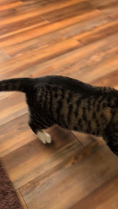 Enlarge Spike(cat café) , a ADOPTABLE Tiger in West Lafayette, IN video 4/6