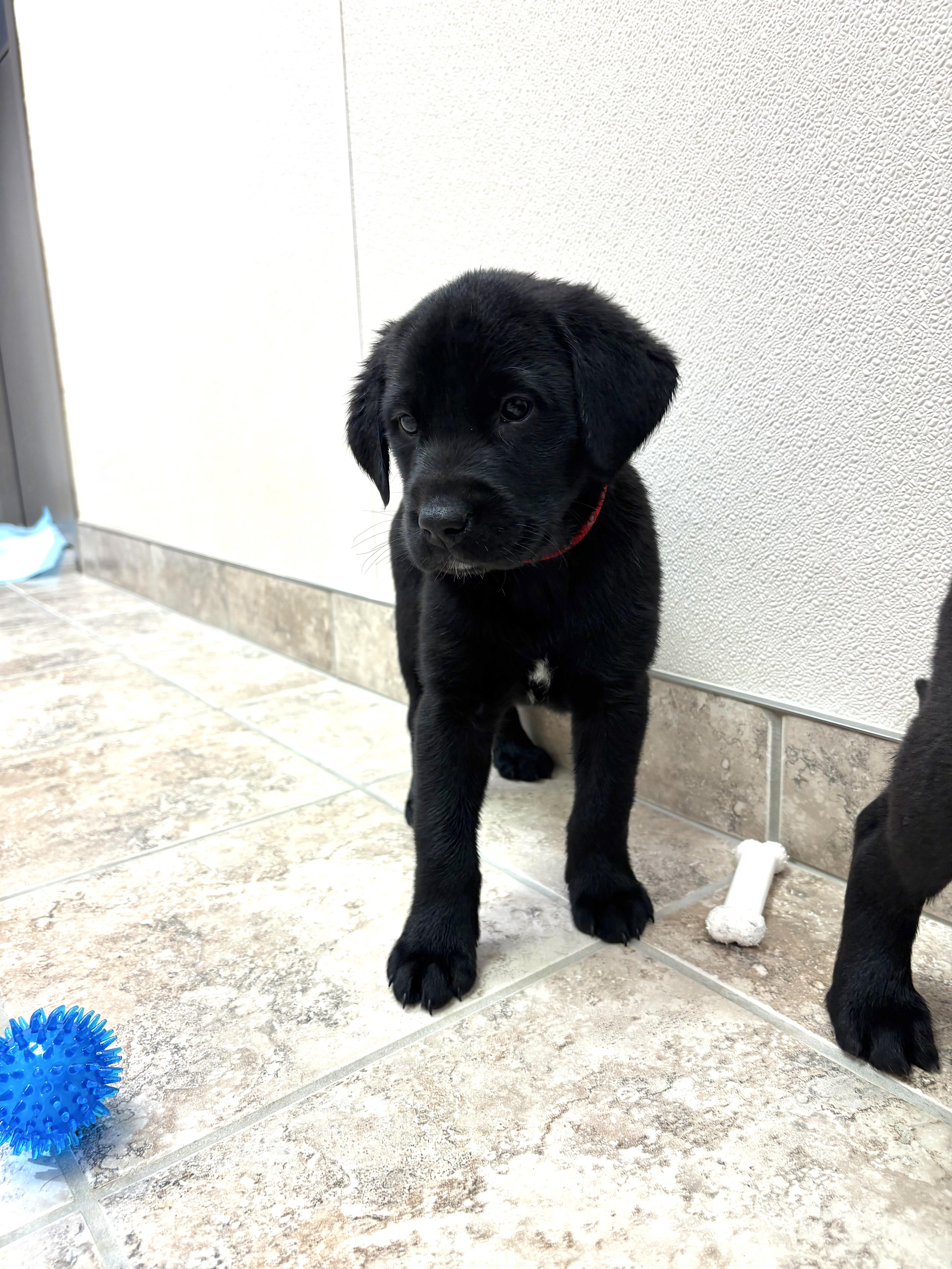 Enlarge Shopping Spree Puppies, an adopted mixed breed in Hays, KS image 2/4