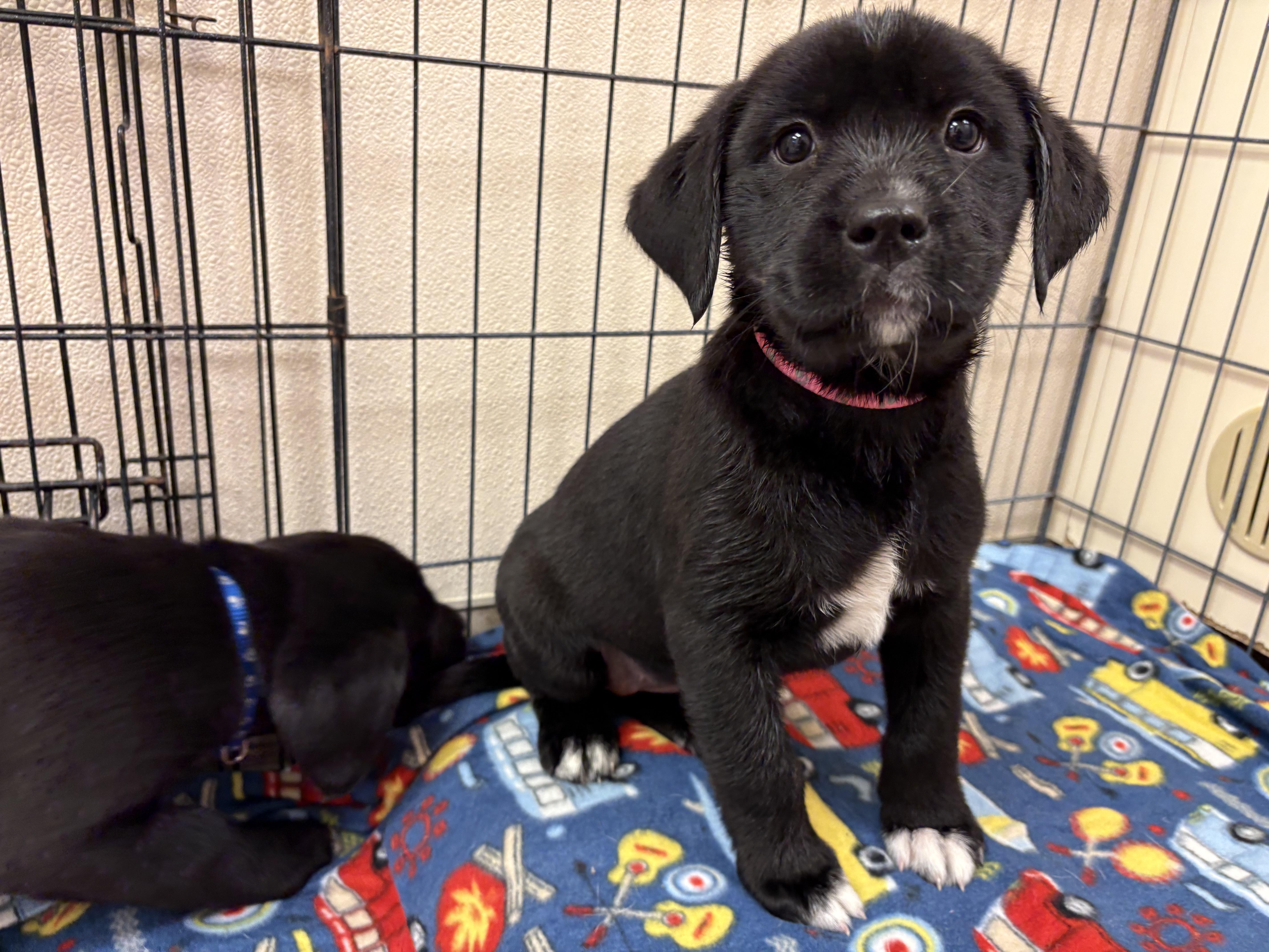 Enlarge Shopping Spree Puppies, an adopted mixed breed in Hays, KS image 3/4