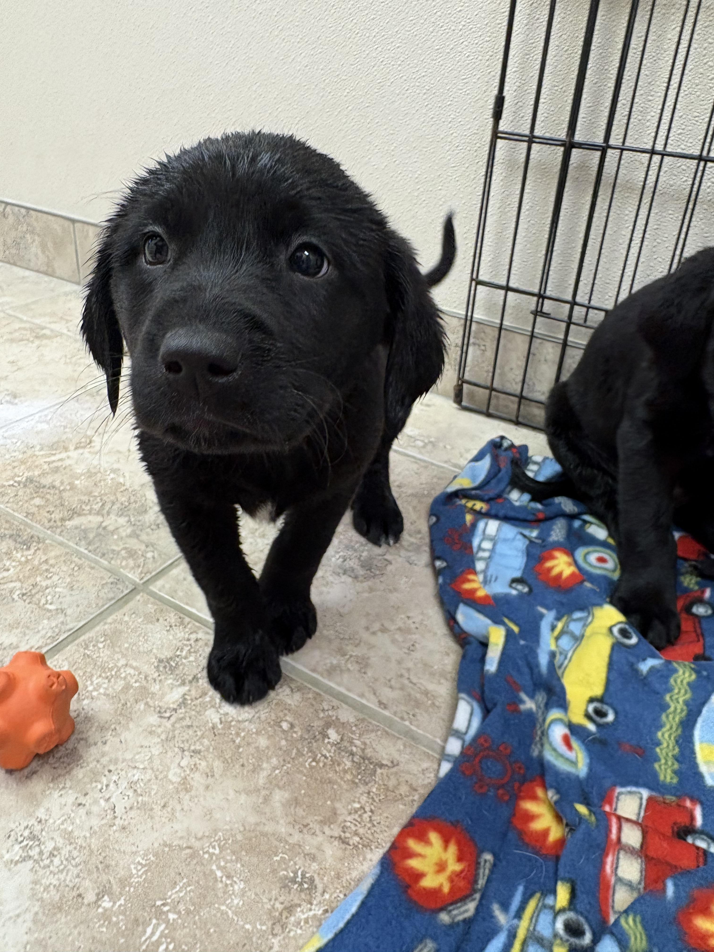 Enlarge Shopping Spree Puppies, an adopted mixed breed in Hays, KS image 4/4