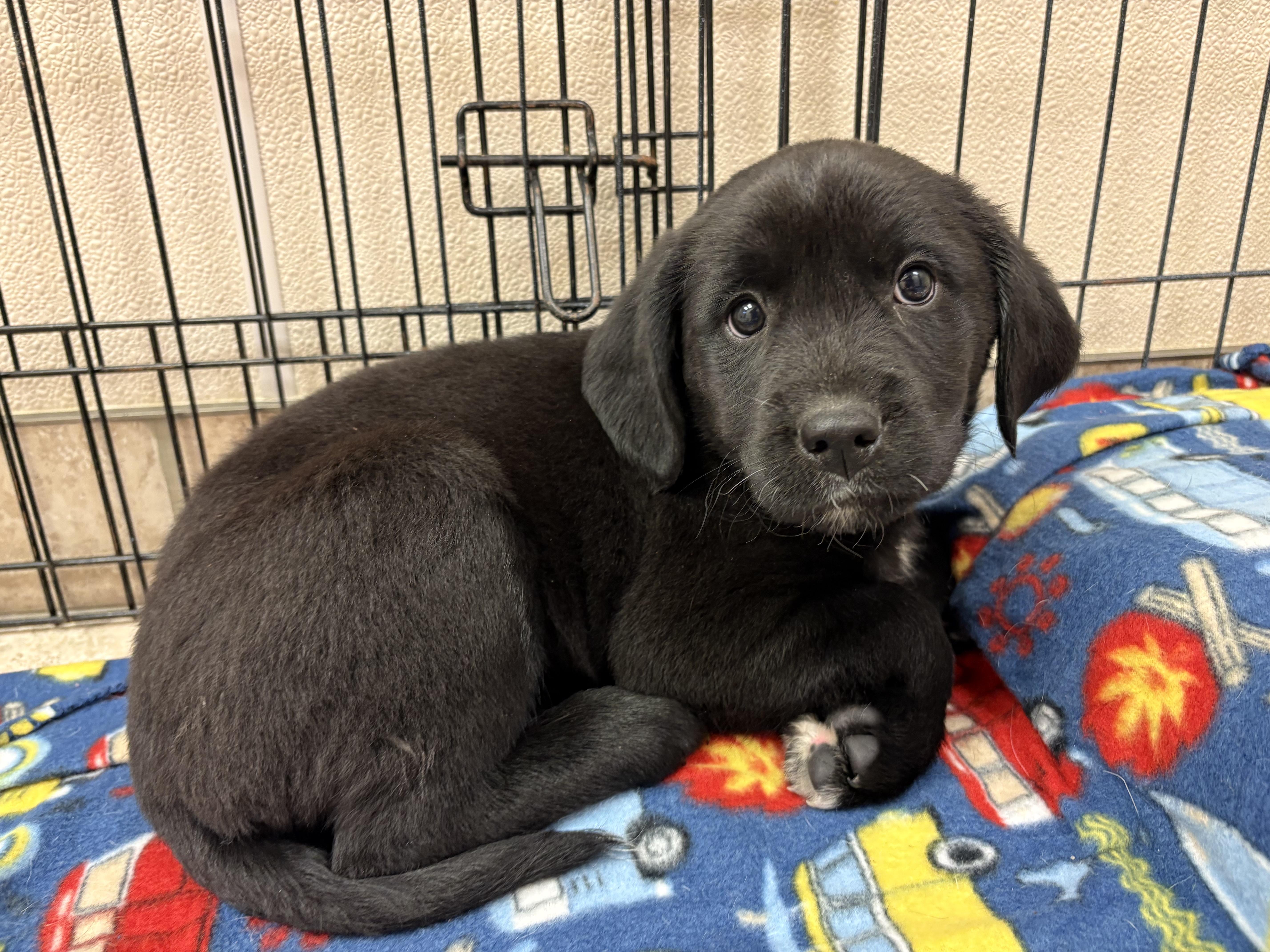 Enlarge Shopping Spree Puppies, an adopted mixed breed in Hays, KS image 1/4