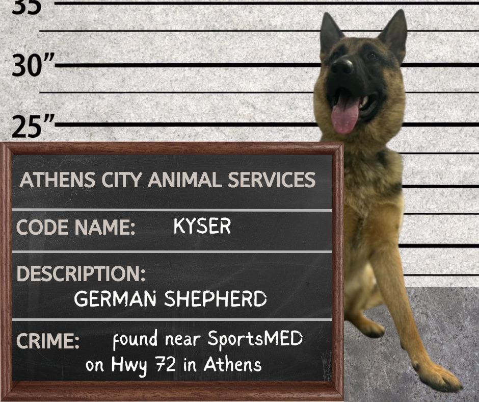 KYSER - STRAY HOLD UNTIL 6/29/26, Adoptable, Puppy Male German Shepherd Dog.