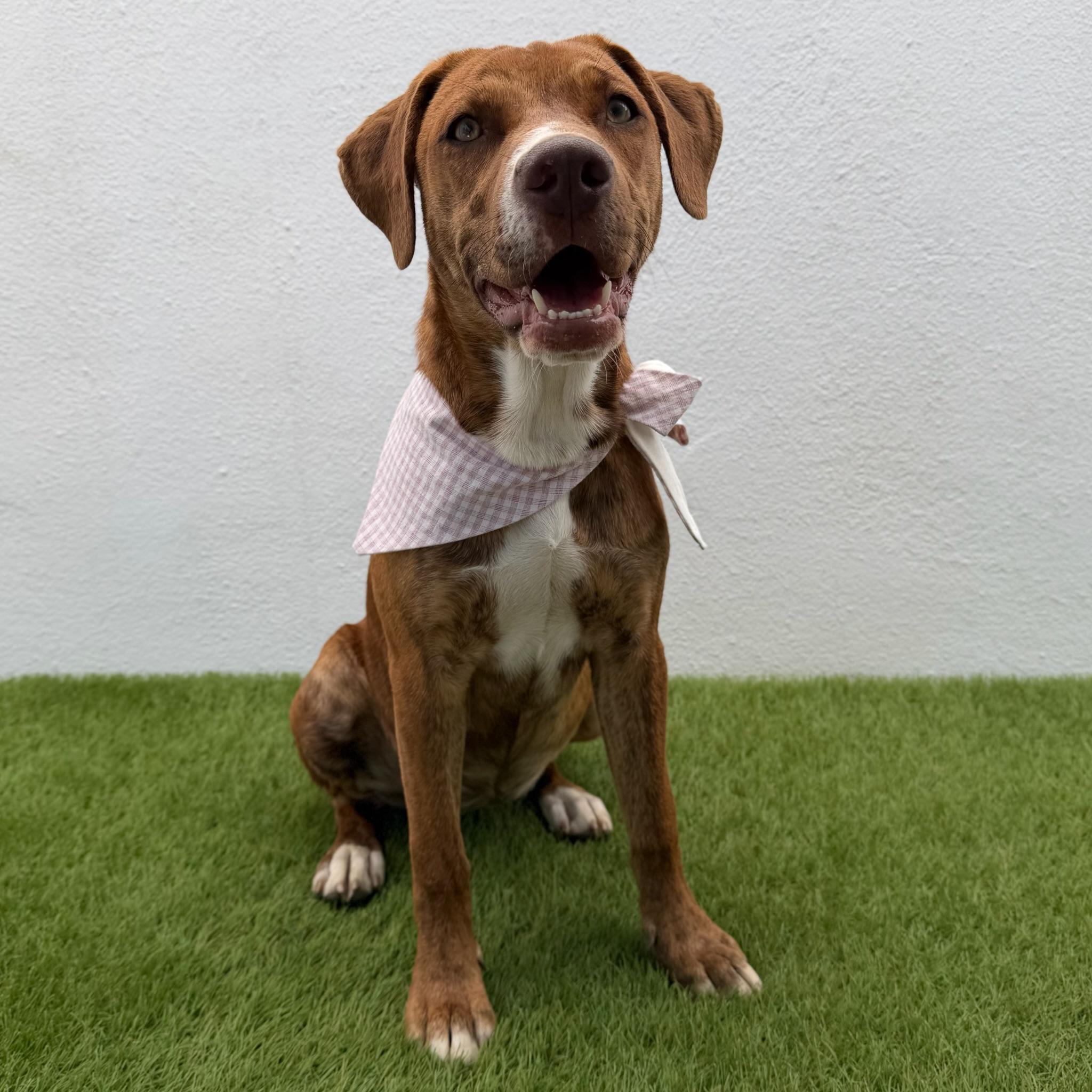 CELESTE, a Adoptable mixed breed in La Jolla, CA image 4/6