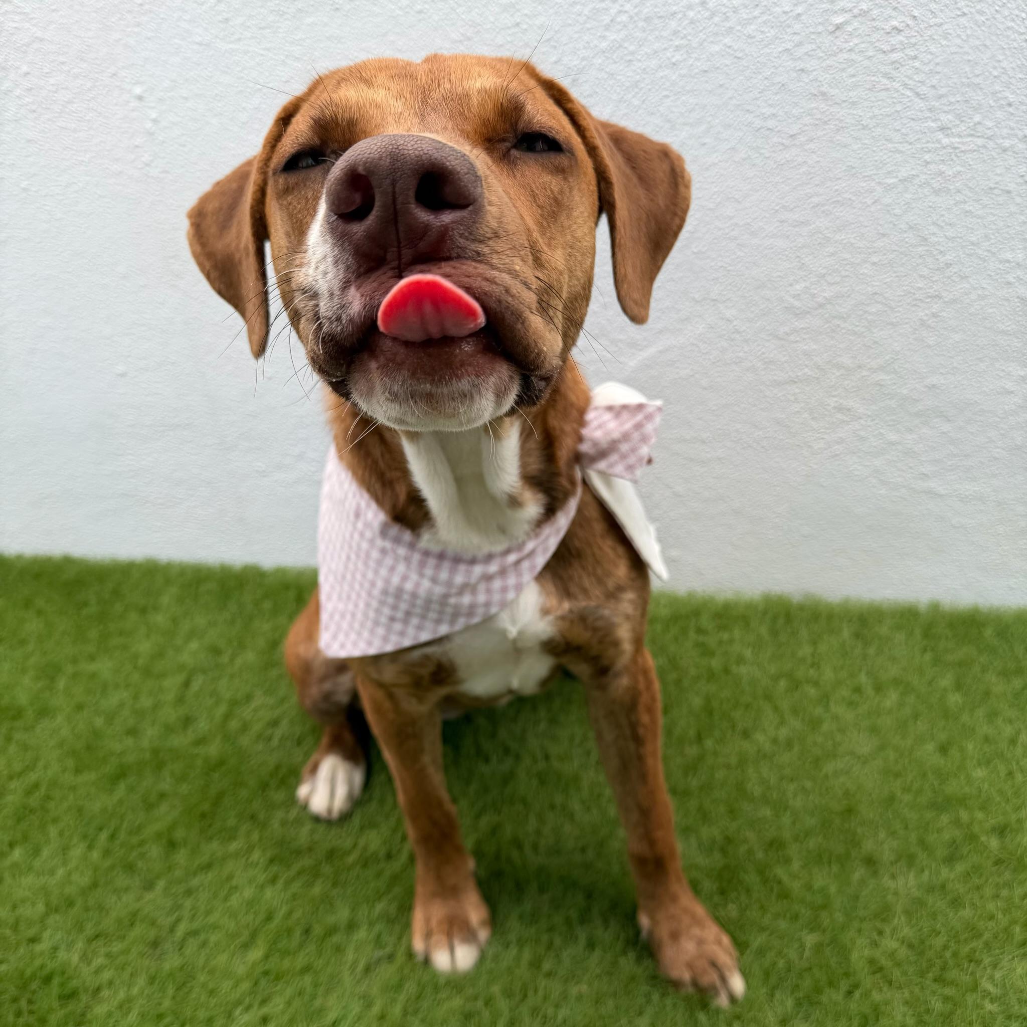 CELESTE, a Adoptable mixed breed in La Jolla, CA image 5/6