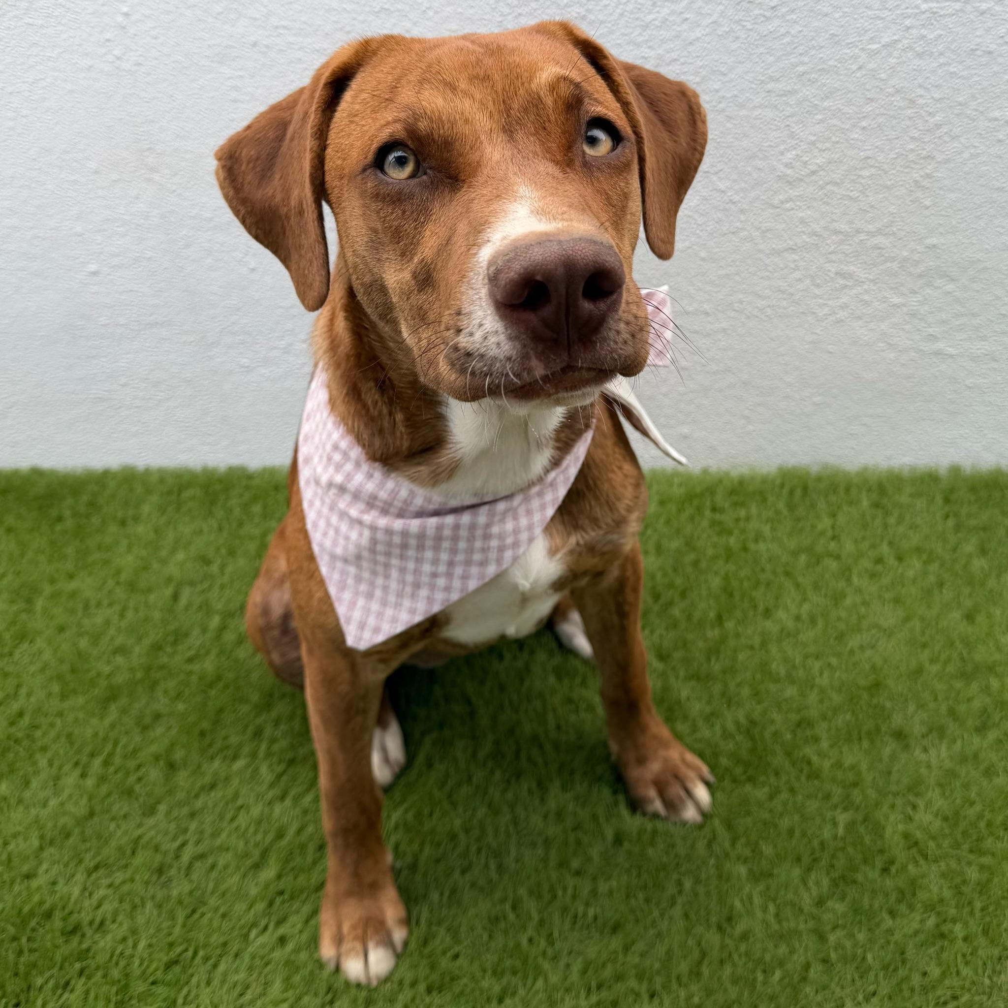 CELESTE, a Adoptable mixed breed in La Jolla, CA image 3/6