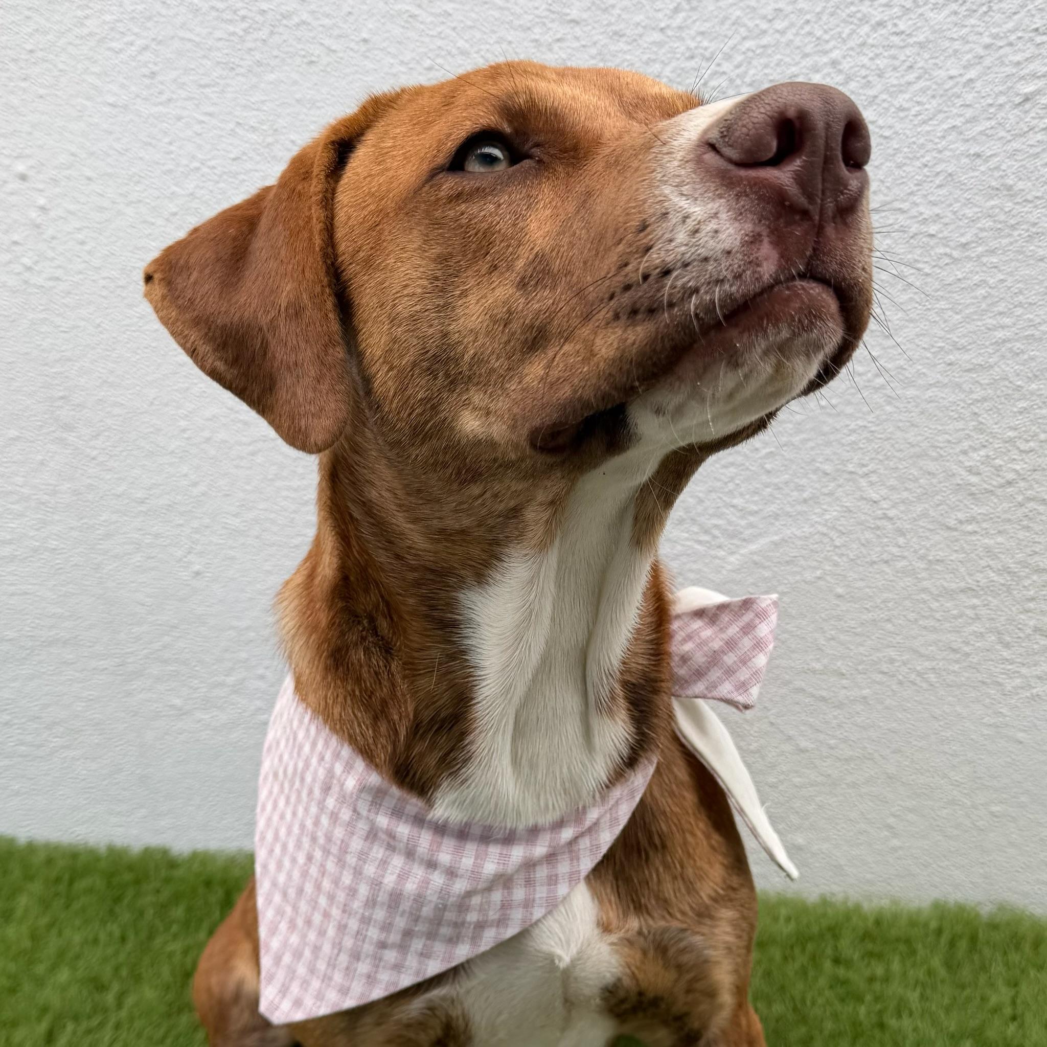 CELESTE, a Adoptable mixed breed in La Jolla, CA image 2/6
