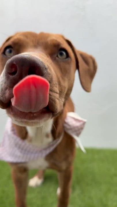 Enlarge CELESTE, a Adoptable mixed breed in La Jolla, CA video 6/6