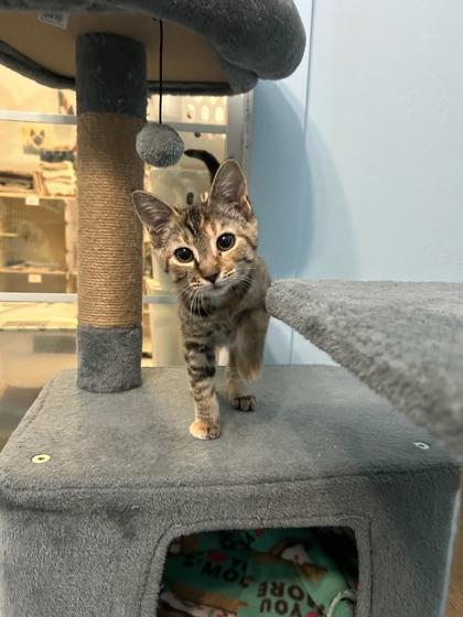 Shibi, Adoptable, Kitten Female Domestic Short Hair & Domestic Short Hair.