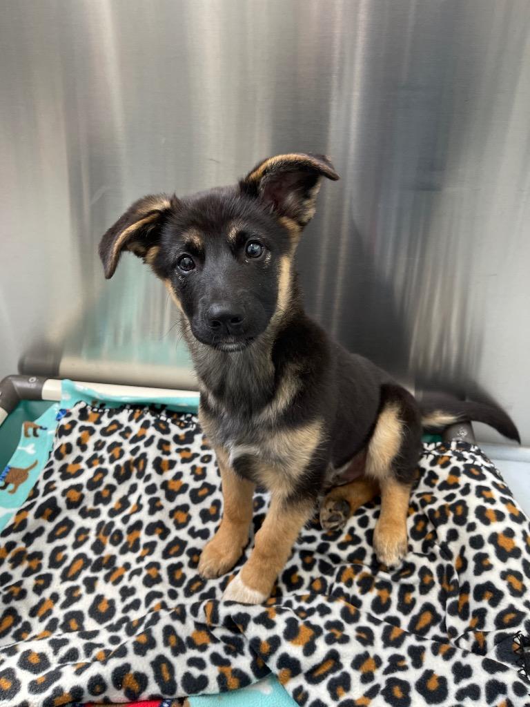 Ragnar, Adoptable, Puppy Male German Shepherd Dog & Rat Terrier.