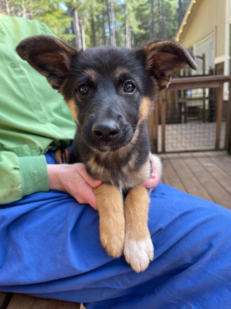Enlarge Ragnar, a Adoptable mixed breed in Grants Pass, OR image 2/2