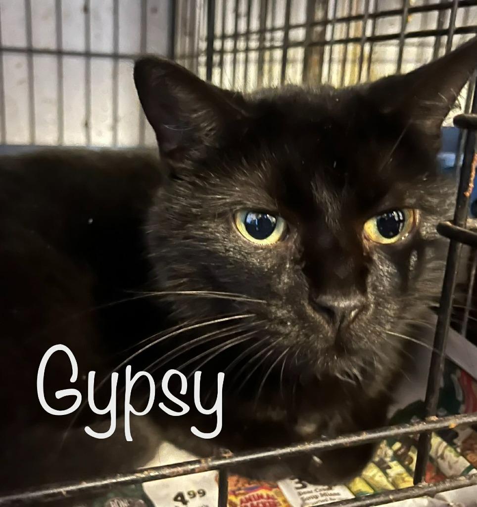 Enlarge Gypsy, a Adoptable mixed breed in Princeton, IN image 1/1