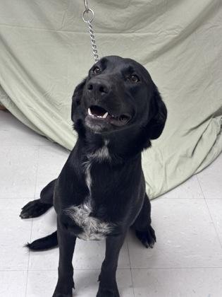 Jelly Bean, Adoptable, Young Female Labrador Retriever & Mixed Breed.
