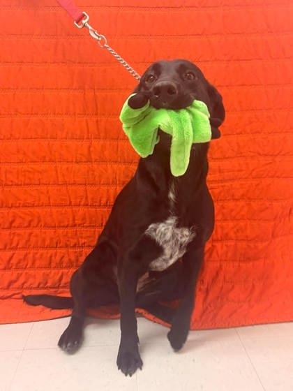 Enlarge Jelly Bean, a Adoptable mixed breed in McCook, NE image 2/6