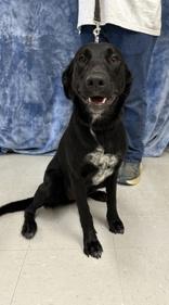 Enlarge Jelly Bean, a Adoptable mixed breed in McCook, NE image 3/6