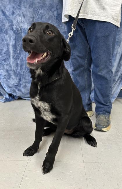 Enlarge Jelly Bean, a Adoptable mixed breed in McCook, NE image 2/3