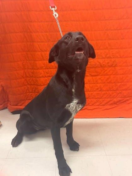 Enlarge Jelly Bean, a Adoptable mixed breed in McCook, NE image 1/6