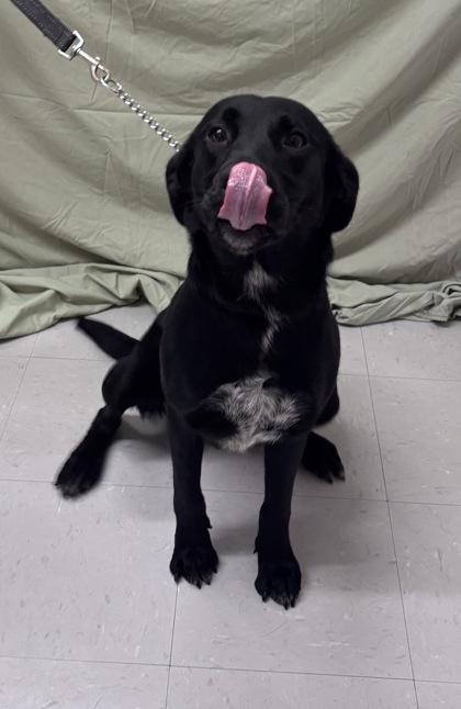 Enlarge Jelly Bean, a Adoptable mixed breed in McCook, NE image 3/3