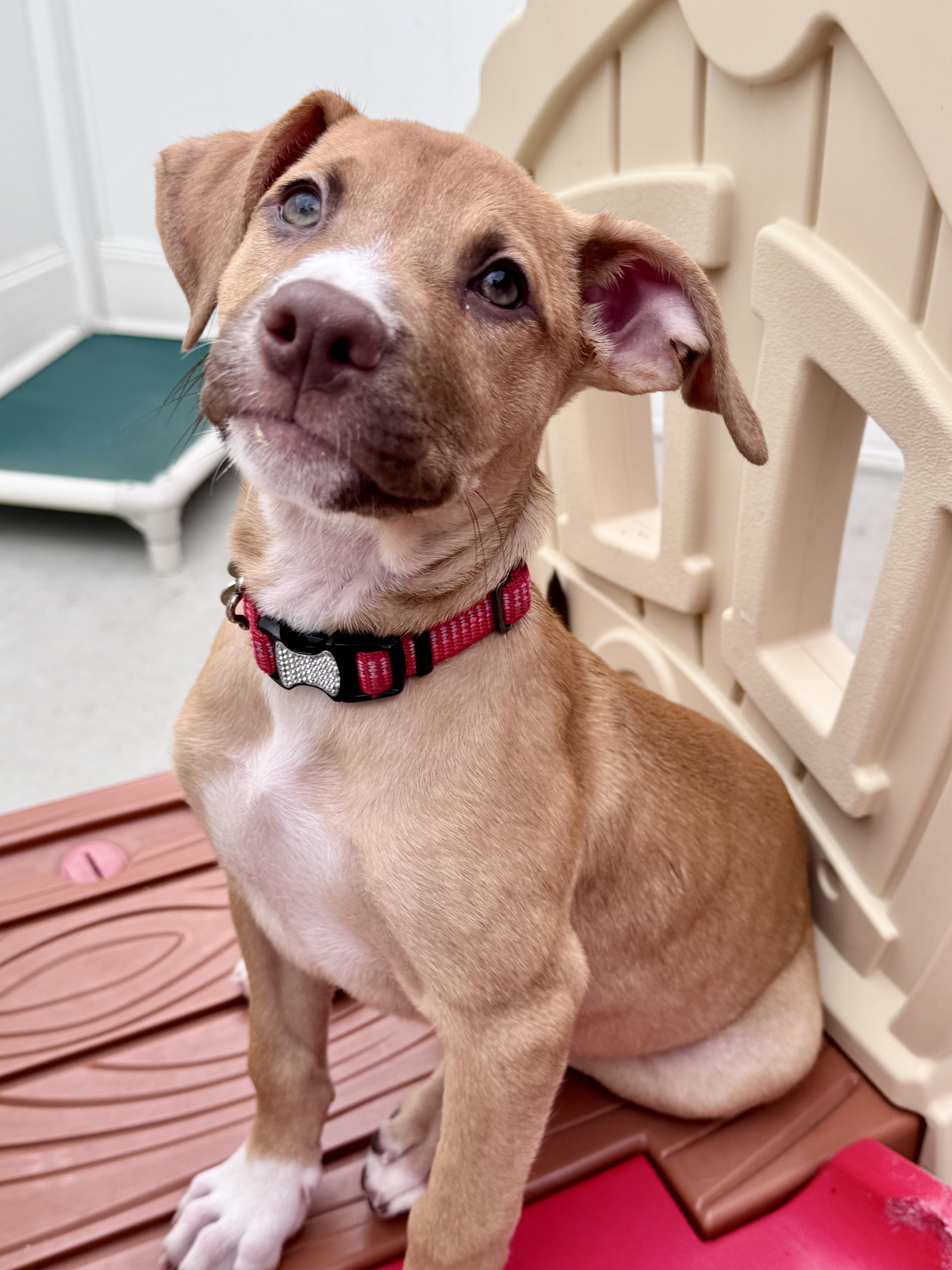 Enlarge Gouda, an adoptable mixed breed in Palatine, IL image 5/6