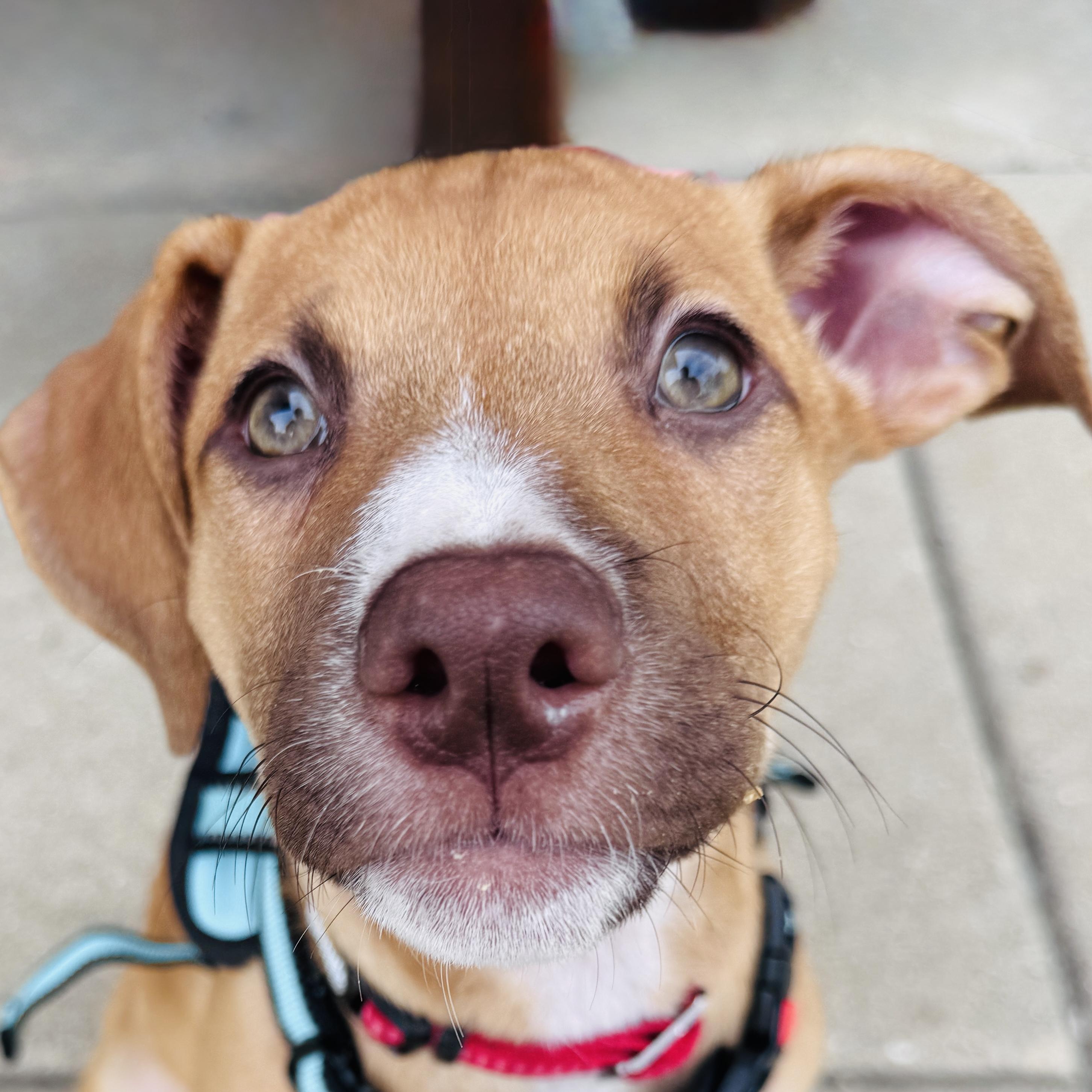 Gouda, adoptable, Puppy Female Hound & Mixed Breed.