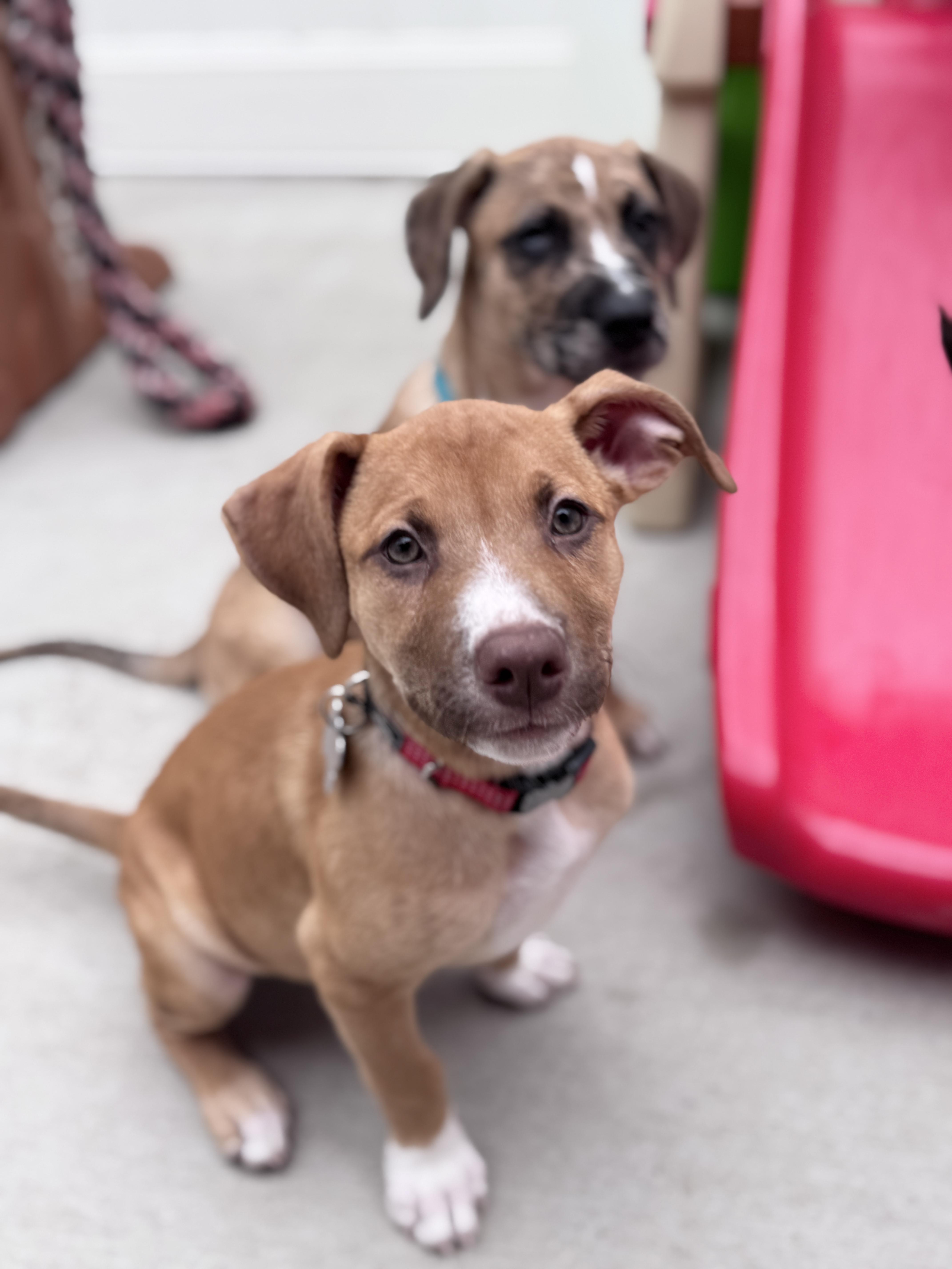 Enlarge Gouda, an adoptable mixed breed in Palatine, IL image 6/6