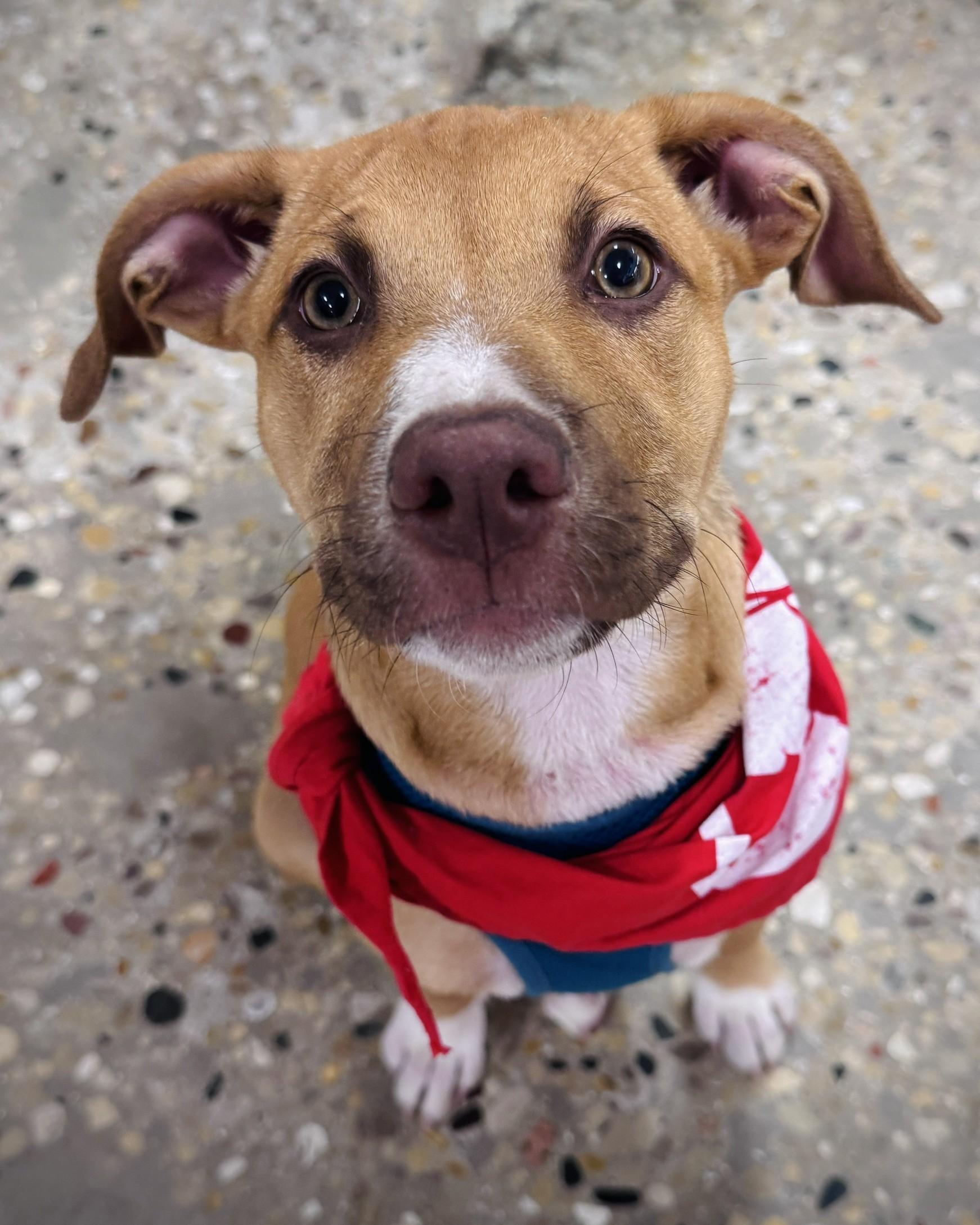 Gouda, Adoptable, Puppy Female Hound & Mixed Breed.