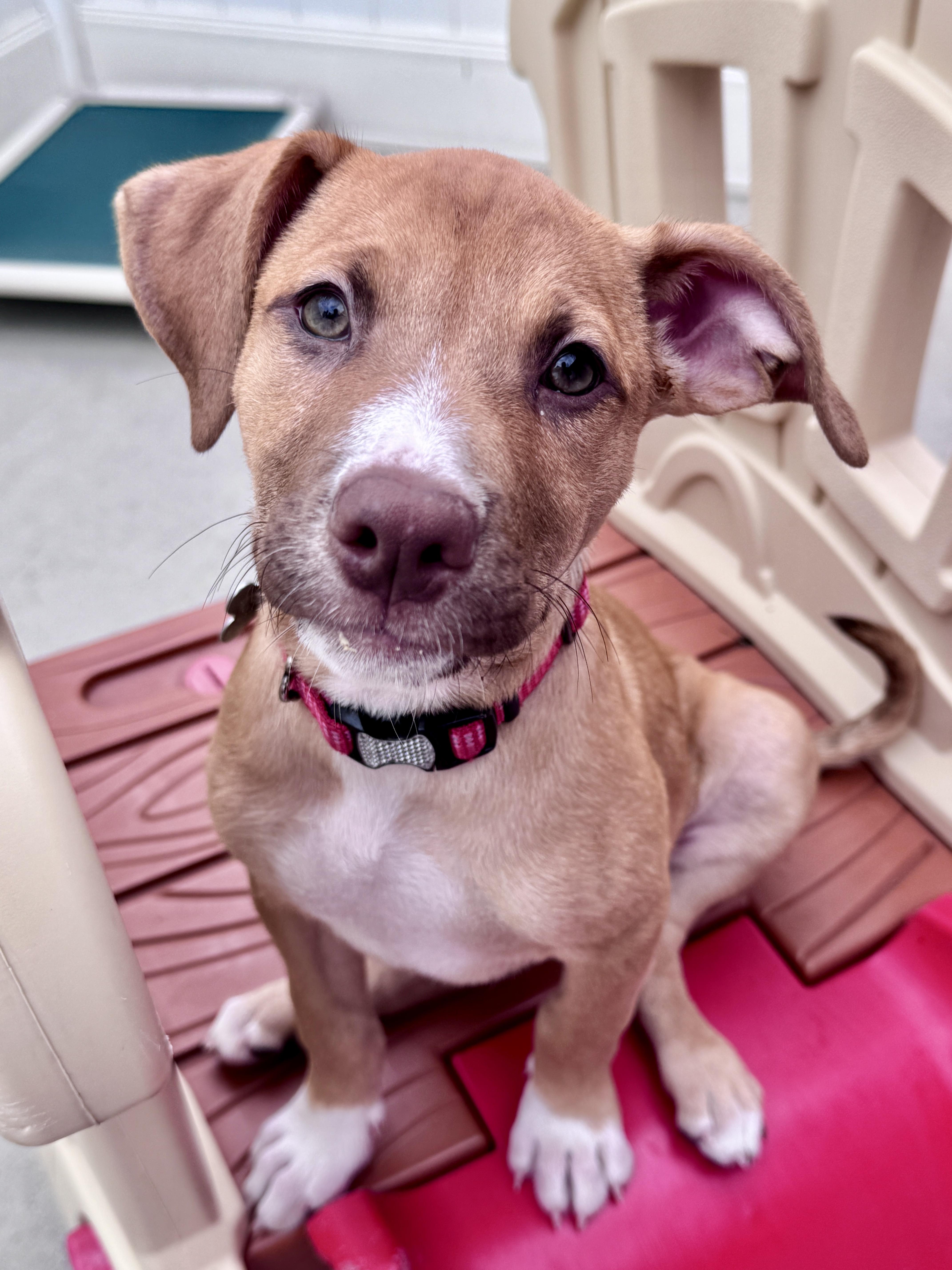 Enlarge Gouda, an adoptable mixed breed in Palatine, IL image 2/6