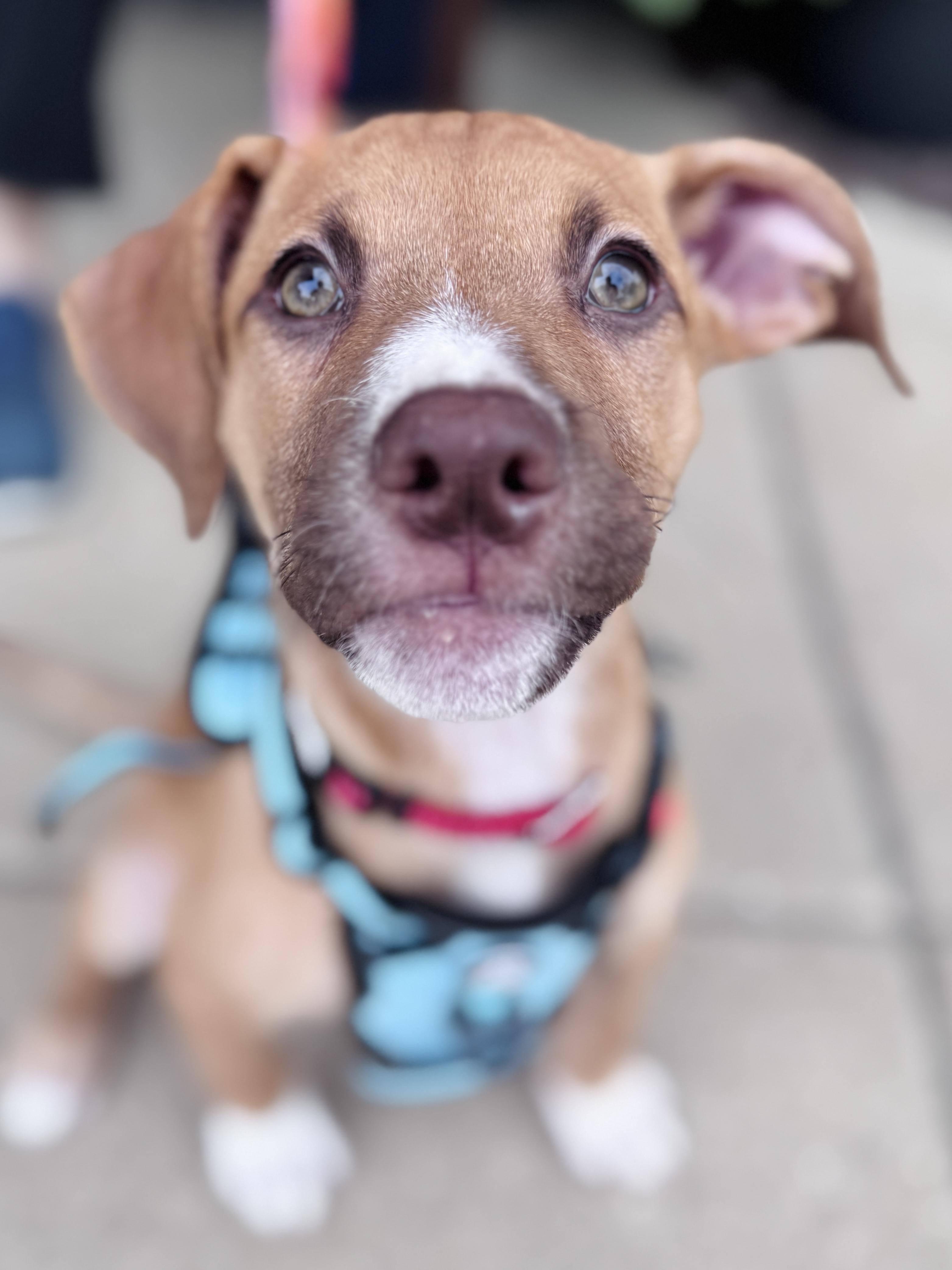 Enlarge Gouda, an adoptable mixed breed in Palatine, IL image 4/6