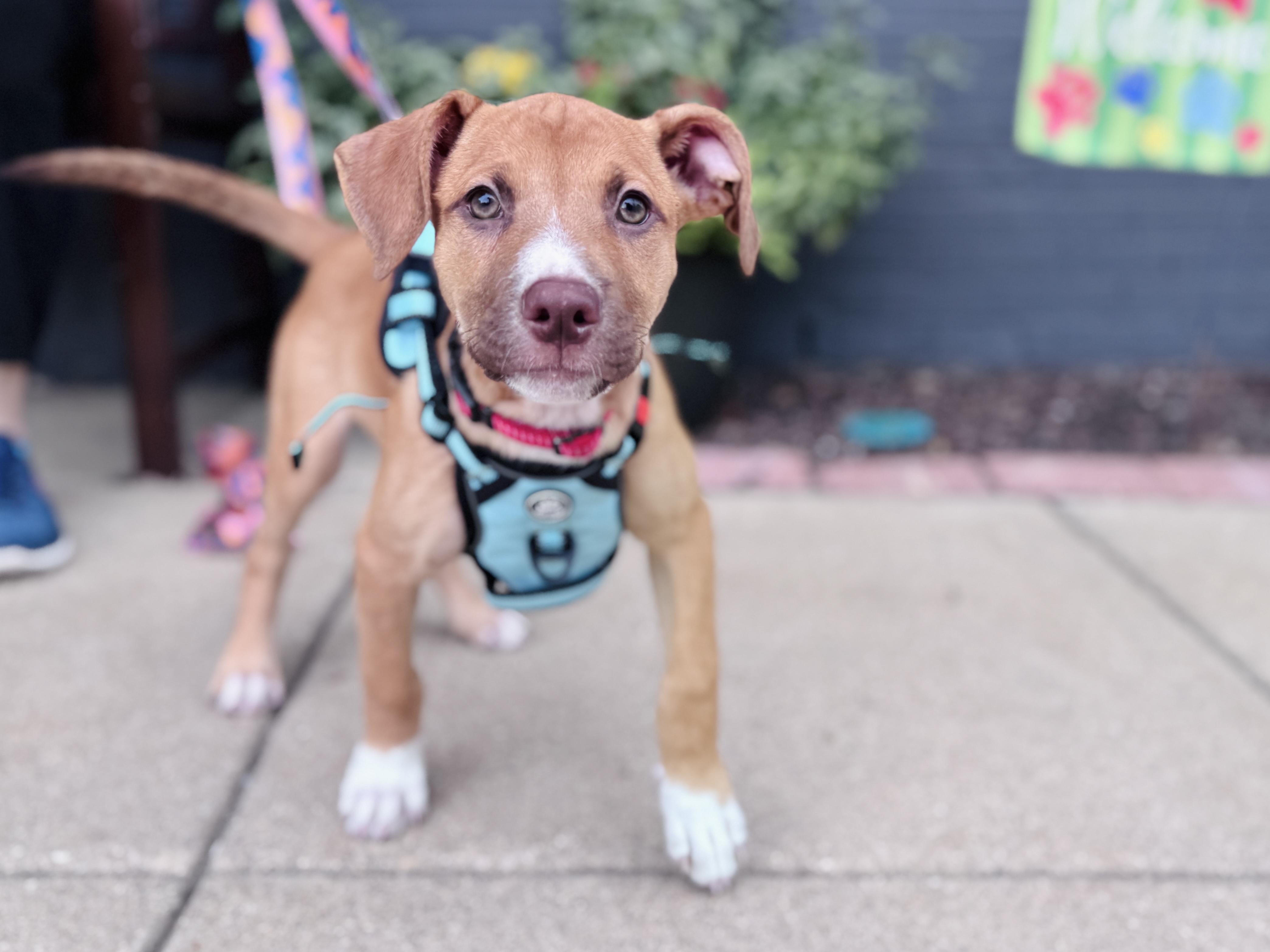 Enlarge Gouda, an adoptable mixed breed in Palatine, IL image 3/6