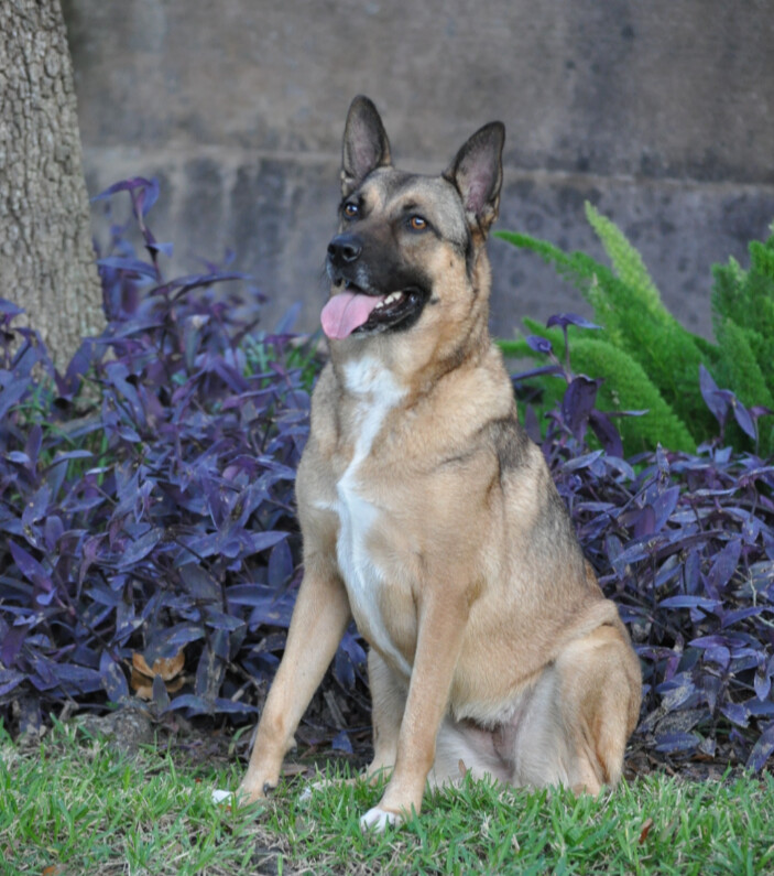 Madeline, Adoptable, Young Female German Shepherd Dog.