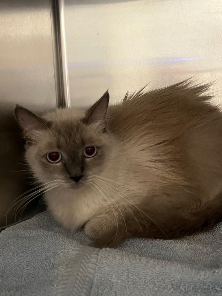 Angel, Adoptable, Adult Male Ragdoll.
