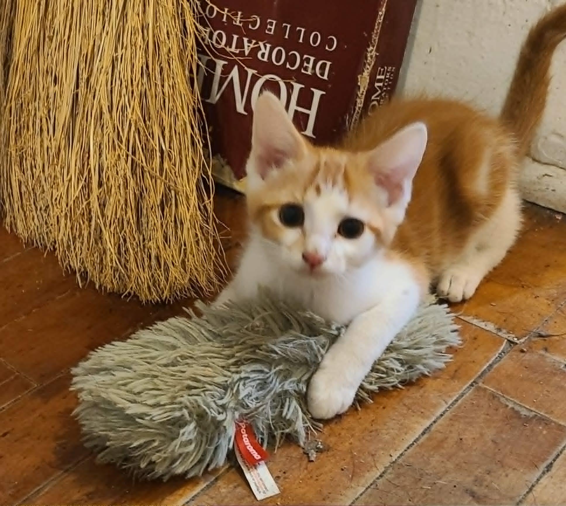 Rocket, ADOPTABLE, Kitten Male Domestic Short Hair.