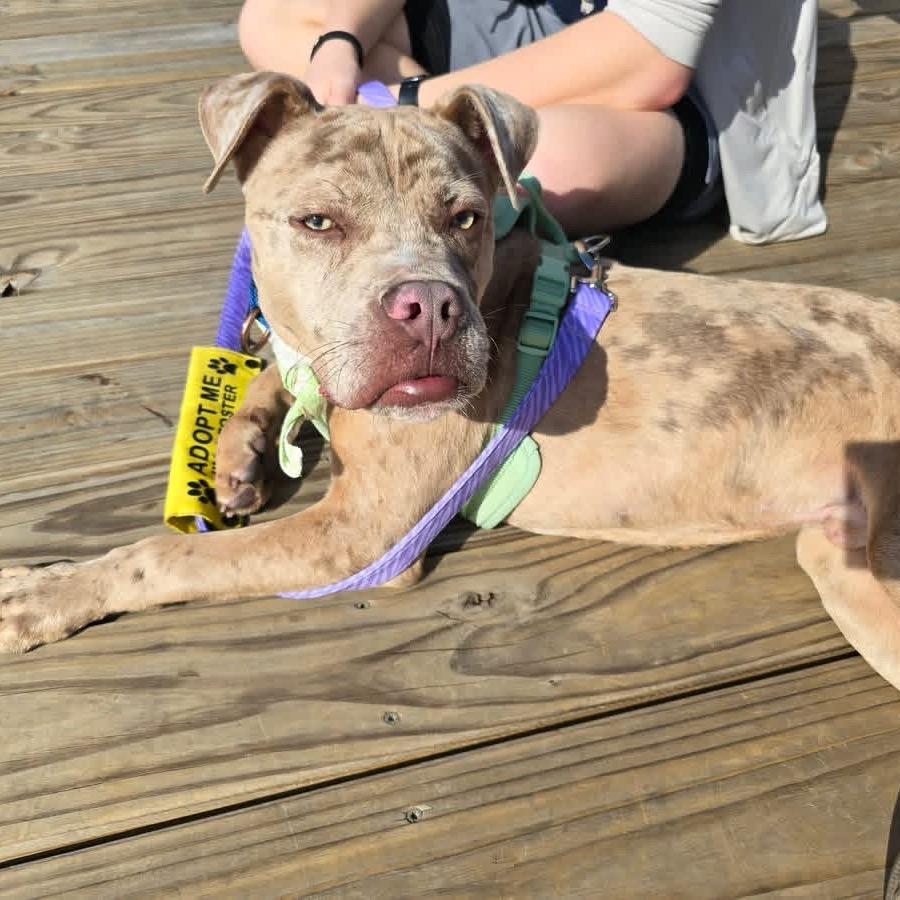 Scooby Doo — thumbnail 2