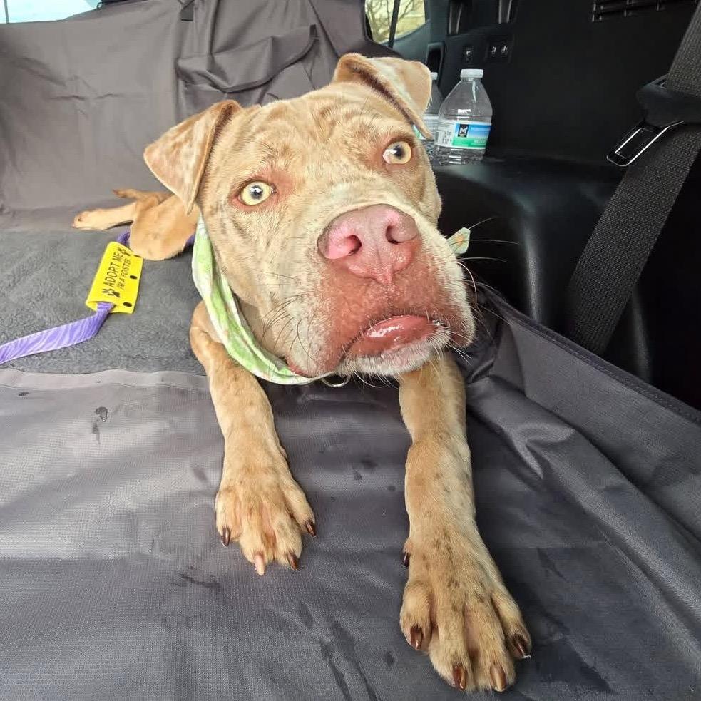 Scooby Doo — thumbnail 3