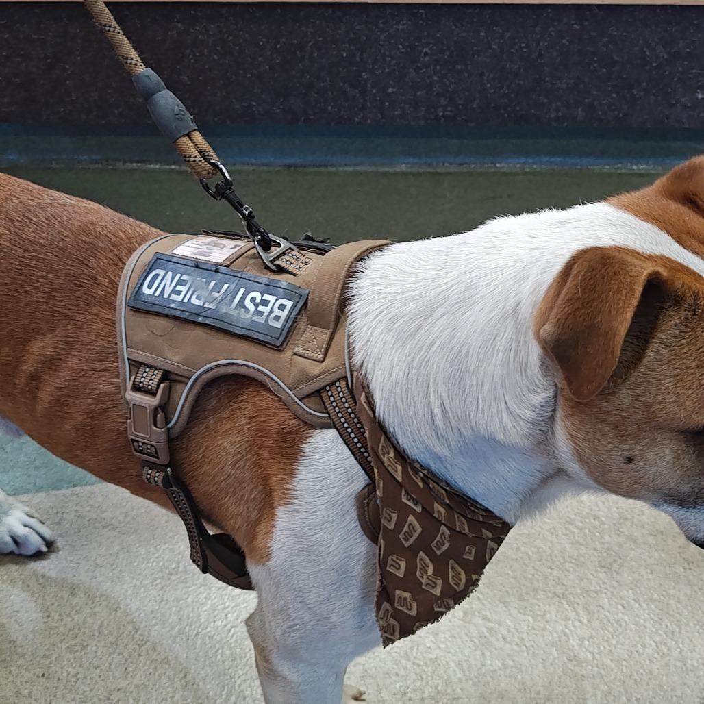 Enlarge PETER, a Adoptable mixed breed in Upland, CA image 1/6