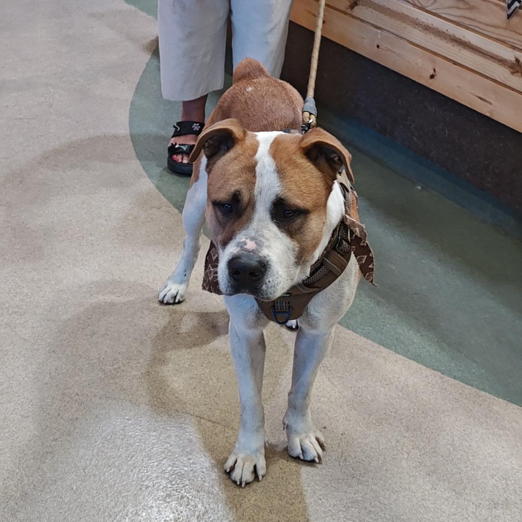 Enlarge PETER, a Adoptable mixed breed in Upland, CA image 2/6