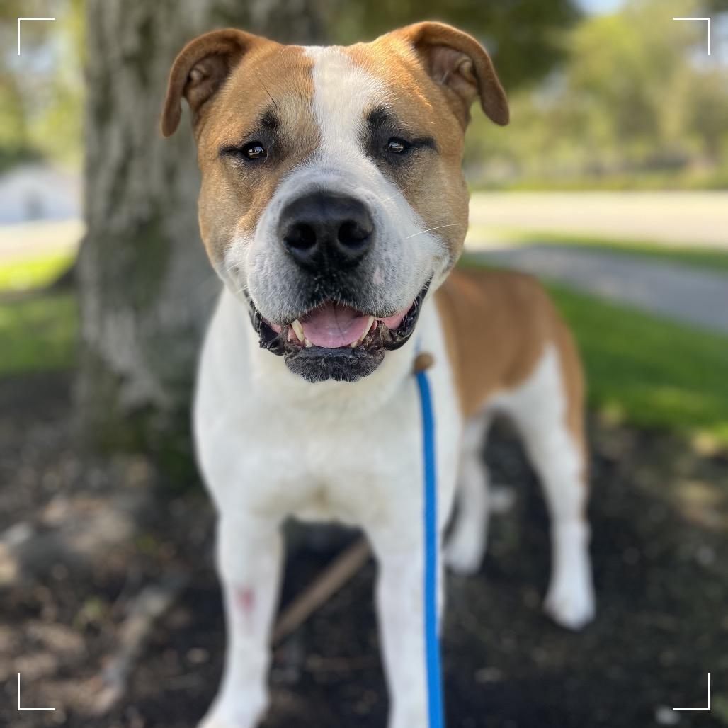 Enlarge PETER, a Adoptable mixed breed in Upland, CA image 3/6