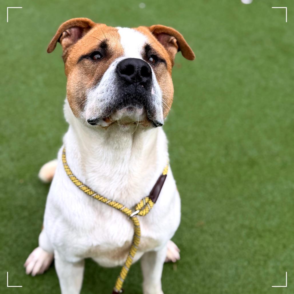 Enlarge PETER, a Adoptable mixed breed in Upland, CA image 4/6