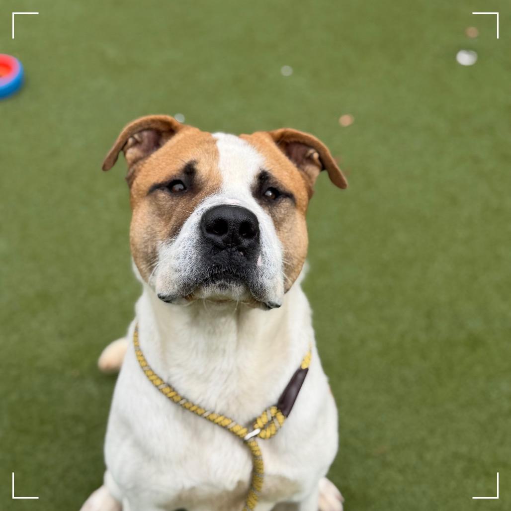 Enlarge PETER, a Adoptable mixed breed in Upland, CA image 5/6