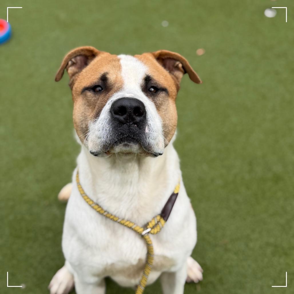 Enlarge PETER, a Adoptable mixed breed in Upland, CA image 6/6