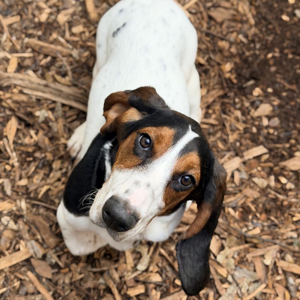 Dixie, Adoptable, Young Female Basset Hound.