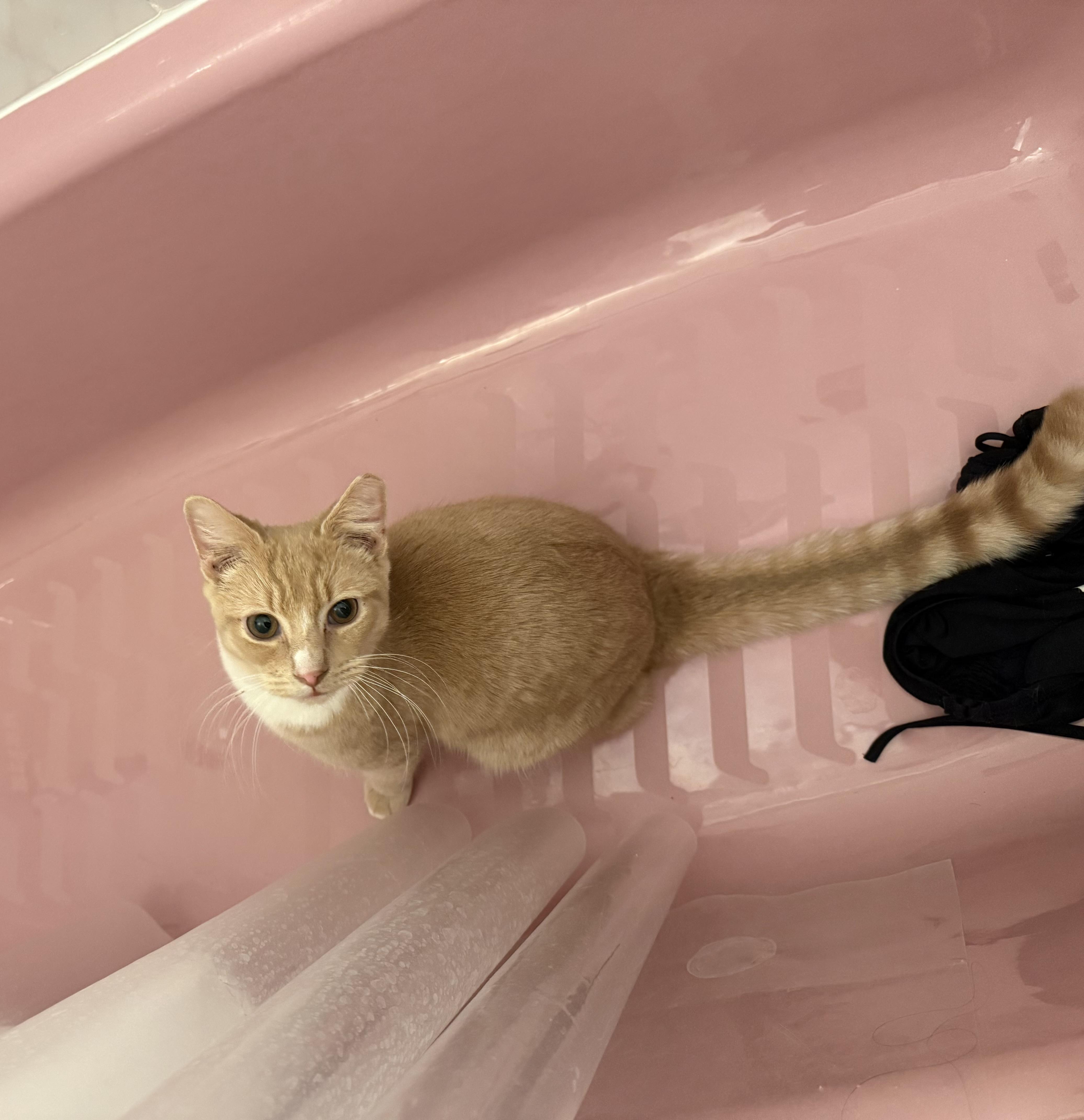 Tom, ADOPTABLE, Young Male Domestic Short Hair.