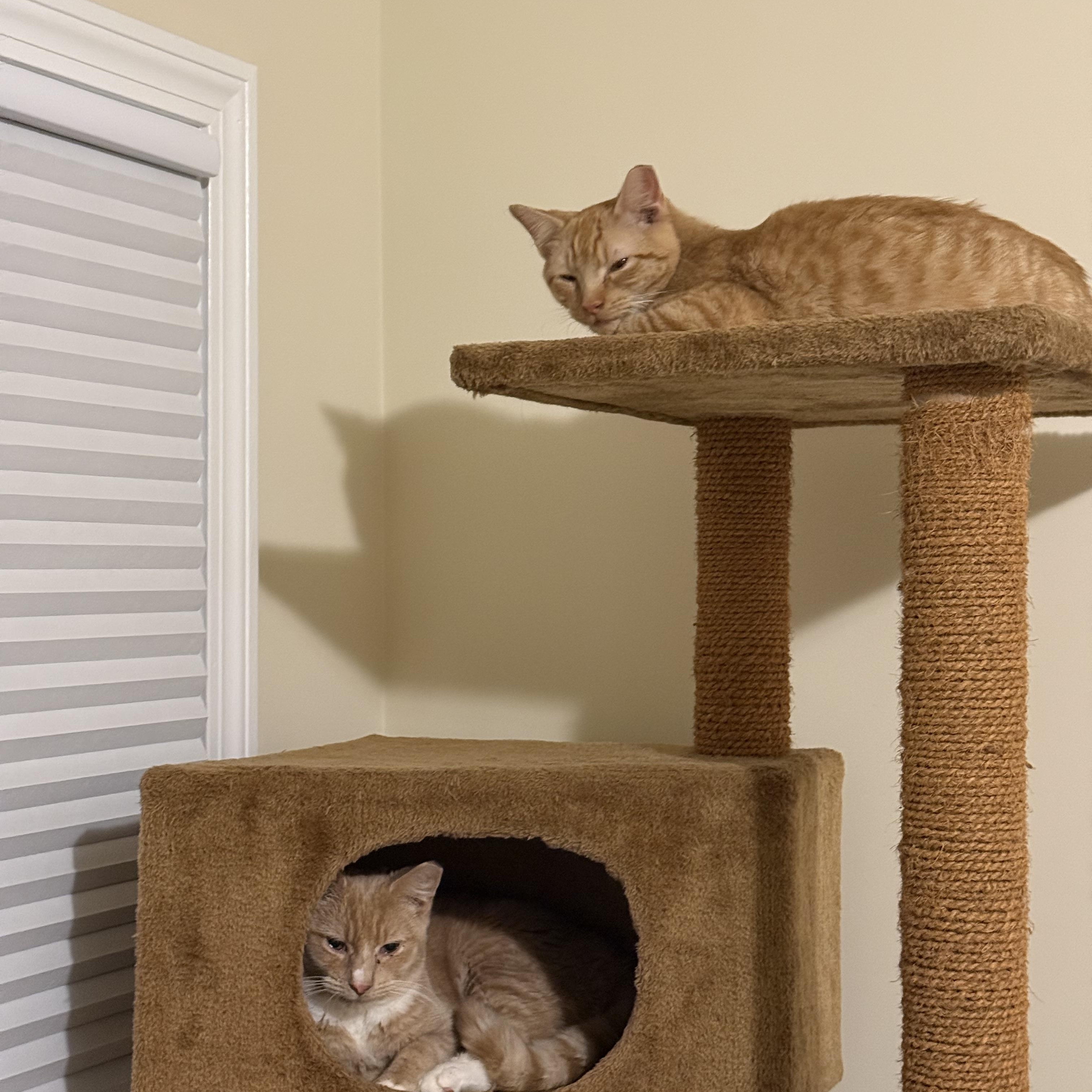 Enlarge Tom, a ADOPTABLE Domestic Short Hair in Melrose, MA image 2/6