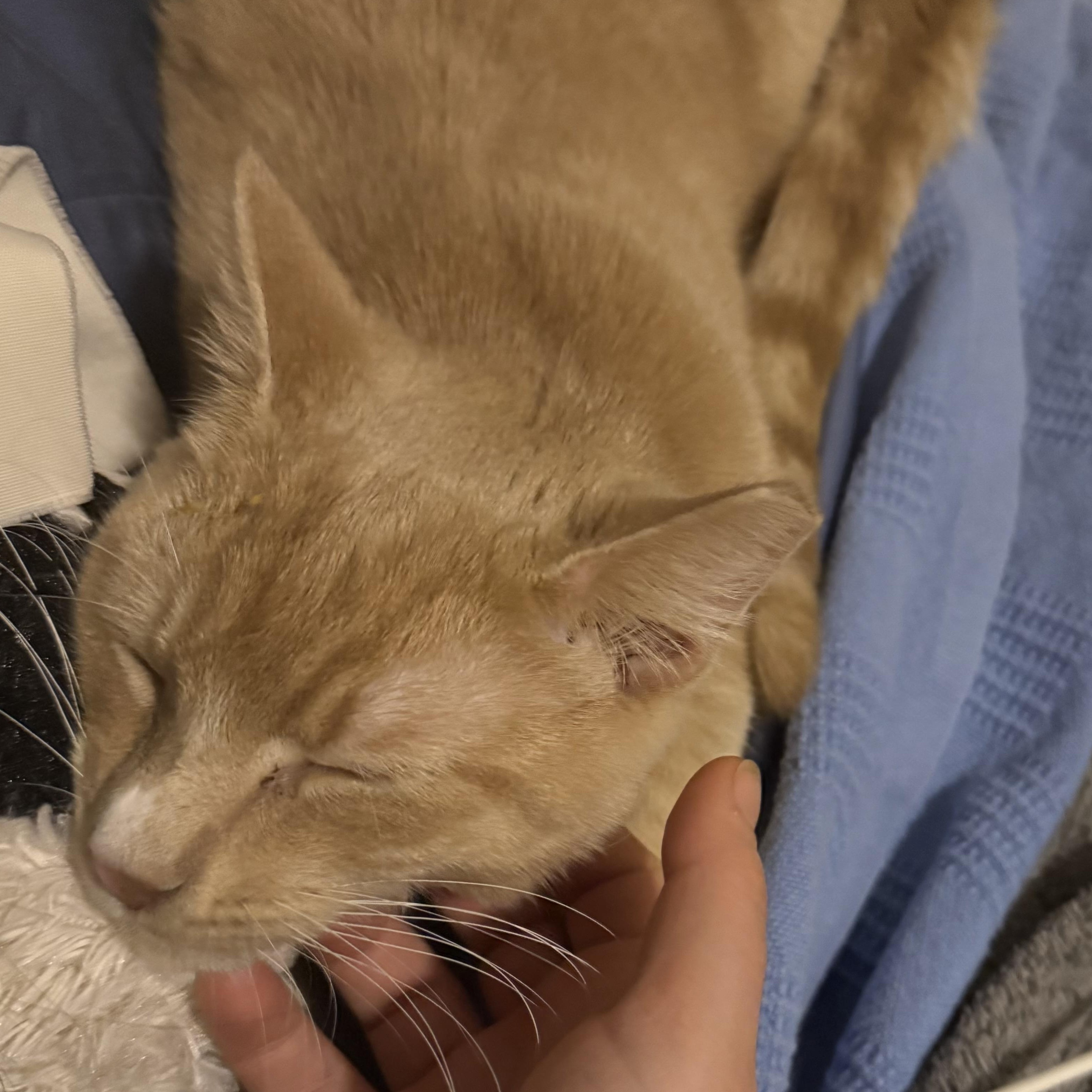 Enlarge Tom, a ADOPTABLE Domestic Short Hair in Melrose, MA image 3/6