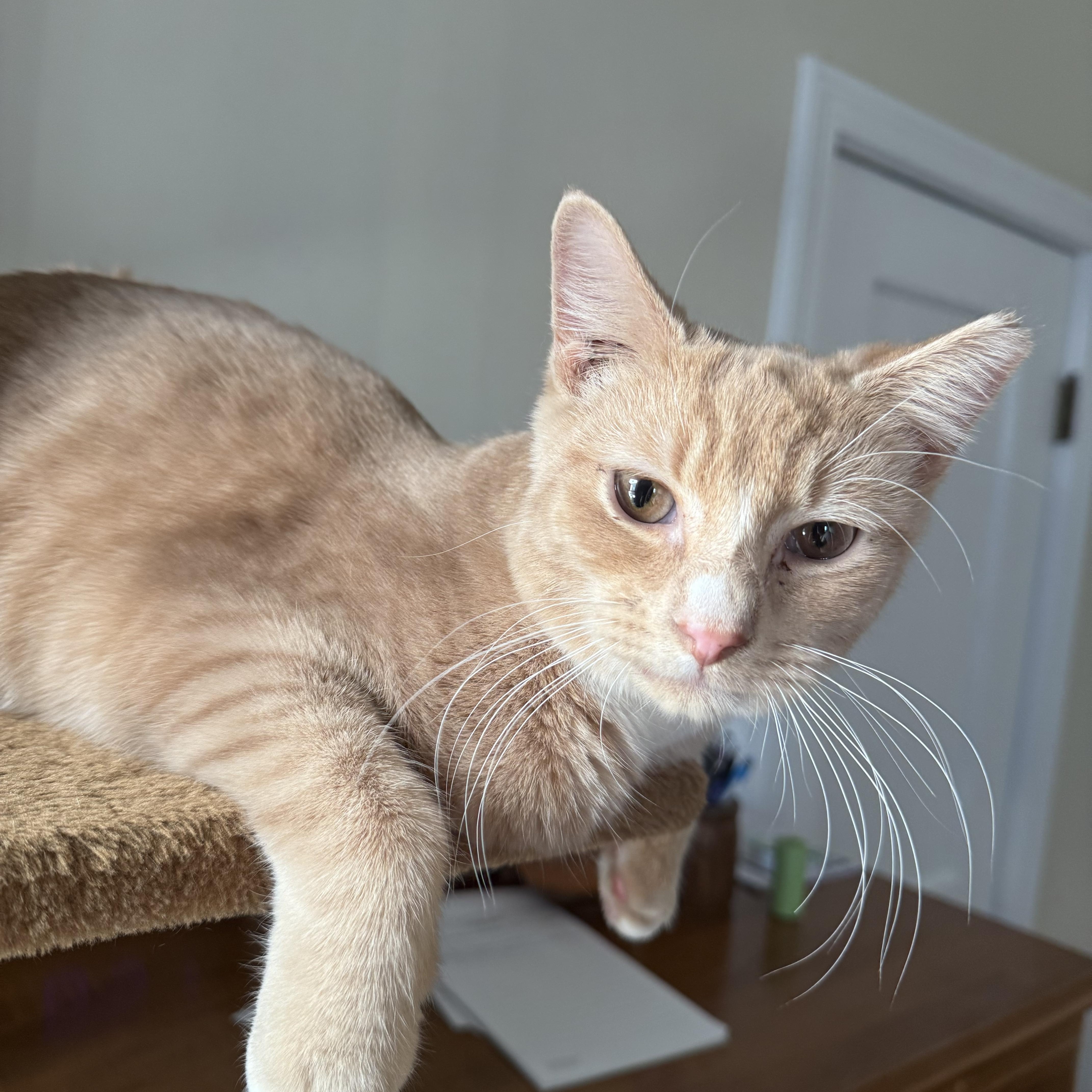 Enlarge Tom, a ADOPTABLE Domestic Short Hair in Melrose, MA image 4/6