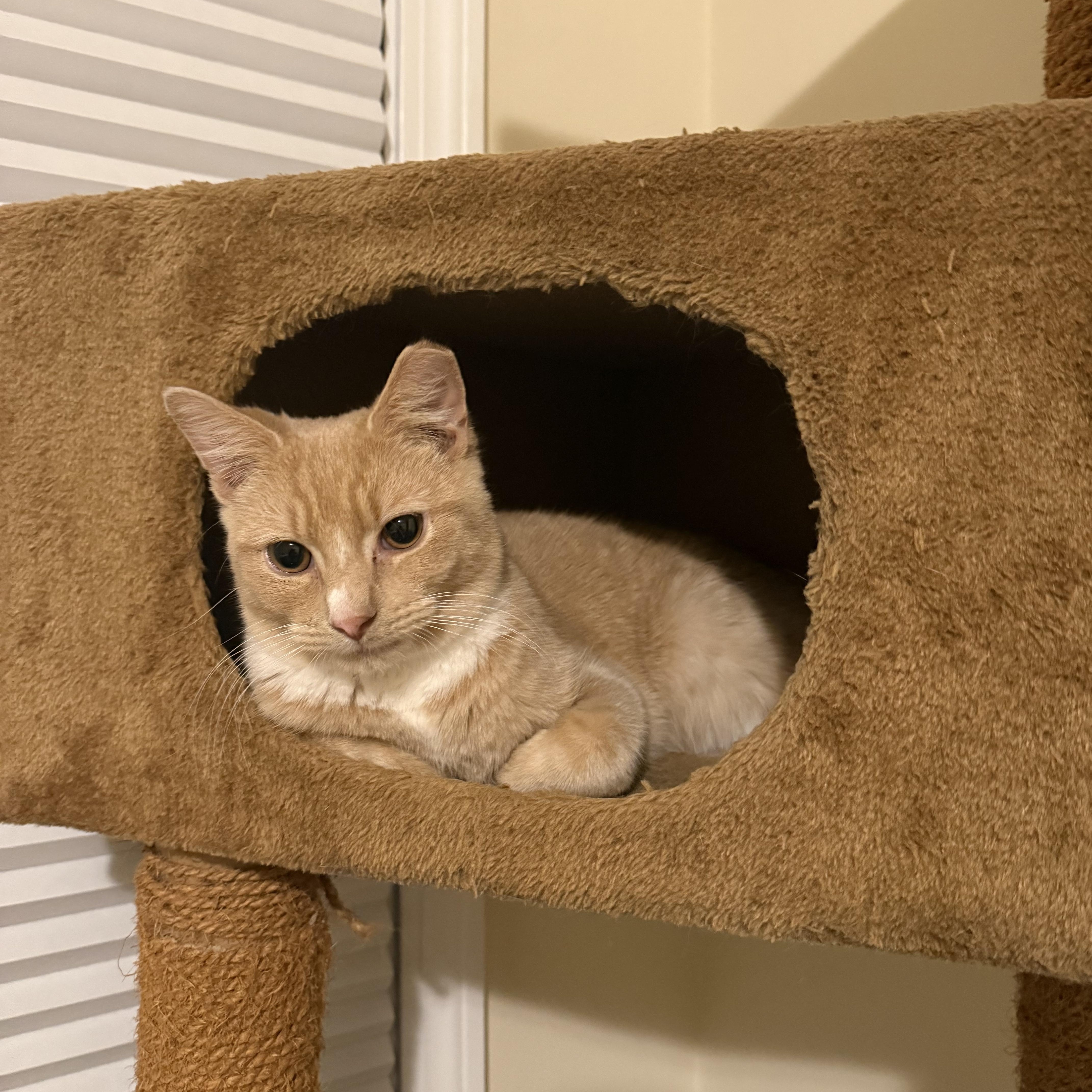 Enlarge Tom, a ADOPTABLE Domestic Short Hair in Melrose, MA image 5/6